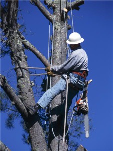 Chainsaw use requires proper training